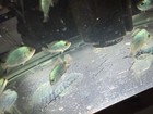 Titanium Blue Flowerhorn Cichlid 2 5-3 5 Inch Live Freshwater Fish Rare Xl