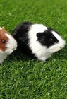 Black Guinea Pig 5 Inch Fur Stuffed Animal Plush Toys Toddler Doll Kids Gifts