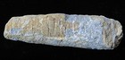 Cephalopod Fossil-3 1 4 - Ordovician -450 Million Years Old- Cincinnati  Ohio