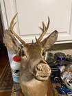 Vintage Original Wild Whitetail Buck Deer Shoulder Mount Taxidermy