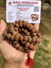 Lab Certified Rare 9 Mukhi Rudraksha Rudraksh Mala Rosary 108 1 Prayer Beads