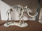 Woolly Mammoth Complete Skeleton Fossil Replica model