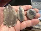 In Fern Fossils Three Nice Leafs With A Well Preserved Skin Like Texture  All  