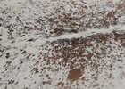 New Cowhide Rugs Area Cow Skin Leather 15 97 Sq feet  50 x46   Cow Hide U-1261