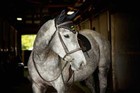Batman Horse Ear Bonnet net hood mask Fly Veil Breathable Cotton Crochet