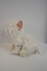 Nwt Ganz Webkinz Signature Wks1030 West Highland Terrier 11    Plush Unused Code