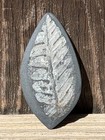 Fossil Fern Cabochon St  Clair Pa