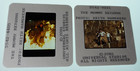 The Mummy Returns 2001 Brendan Fraser Original Movie Slides Lot - 2 Slides