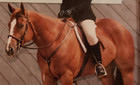 Stubben St  bben Cob Sized Bridle - Headstall And Reins