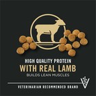 Dry Dog Food  Dogs Under 1 Year  High Protein Real Lamb   Rice Formula  6 Lb Bag