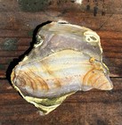 Blue Mountain Jasper Rough Slab Lapidary Cabbing Display