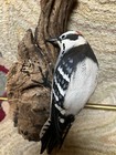Peter Peltz  Hand Carved Wood Rare Bird Folk Art Downy Woodpecker Elmer Crowell