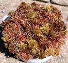  Live Sphagnum Moss Fall Foliage Fuzzy 3 4 Sandwich Bag  Fresh Cleaned Maine 