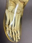 Life Size Vintage 1960s Medical Grade Skeletal Foot In Resin By 3m Diagnostic