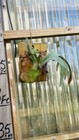 Platycerium Staghorn Wallinckii  8