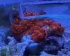 Cb Flamethrower Bounce Mushroom     Ultra Rare Cornbred Coral     Live Reef