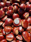 Fresh Oregon Chestnuts  large  3 Lbs 