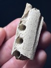 Fossil Cetacean Jaw Section With Tooth Holes Summerville  Sc Marine Mammal