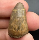 Colorful Fossil Alligator Tooth Ice Age Reptile Fossil Tooth North Florida 0 94   