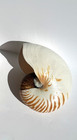 Tiger Nautilus Shell 8 25     Large  pompilius  Big Huge Seashell