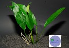 Anubias Congensis -freshwater Aquatic Live Plants 