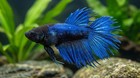 Wysiwyg Premium Betta Fish Crowntail Female