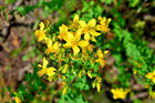 500 Great St  John s Wort Seeds   Sale Free Shipping Non Gmo Heirloom