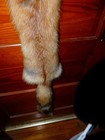 Huge Beautiful Tanned Red Fox Fur Pelt Skin Taxidermy F5 Man Cave Log Cabin Trim