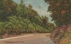 A Pennsylvania Beauty View Posted Roadside Plants Vintage Linen Post Card 