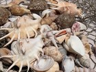 Large Beautiful Seashells Sea Shells Best Value   Price Free Ship  Us Seller 