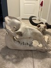Taxidermy Skull Lot