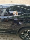 Beagle Pup Window Decal  driver Rear 