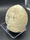 Big 7 5    Texas Fossil Nautiloid Ammonite cymatoceras Sp grayson Formation 6 5lb 