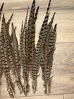 Genuine Wild Ringneck Pheasant Tail Feathers Size 9-13  Some With Clips
