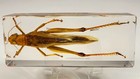 4 3  Real Large Golden Locust In Clear Lucite Resin Science Education Specimen