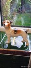 Vintage Dog Jack Russell Terrier Porcelain Figurine