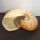 Natural Chambered Nautilus Shell Brown   White Spiral Striped Collectible 7 l