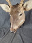 Shoulder Mount 8 Point White Tail Deer Real Antler Buck Taxidermy