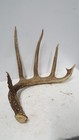 Crazy Big Typical 6 Pt Whitetail Deer Antler Shed Antlers Mule Mount Elk