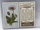 Antique Poppy Opium Card Pair Gallaher Plants Of Commercial Value