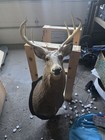 Whitetail Deer Shoulder Mount 6 Point Buck
