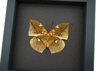 Anaea Archidona Verso Butterfly Dead Leaf Mimic Framed Taxidermy Moonlight