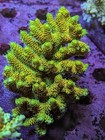 Wysiwyg Rare Rainbow Milliepora Acropora Colony Multicolor Live Coral Frag Sps