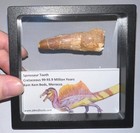 Framed Spinosaurus Spinosaur Fossil Dinosaur Tooth Lot  2  Inches  One Per Order