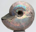Ammonite Fossil Natural Rainbow Iridescent Opalized Ammolite Madagascar