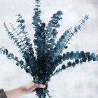 Preserved Dried Eucalyptus Stems Bundle - 12 Pcs Blue Eucalyptus For Shower  