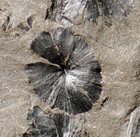 Carboniferous Flower Shaped Horsetail Fossil Plant Sphenophyllum Emarginatum