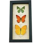 Citrus Butterfly Collection Lemon Lime Orange Butterflies Real Framed Taxidermy