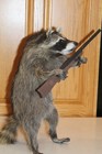 New Hunter Raccoon Mount Taxidermy Antler Novelty Whitetail Deer Fur