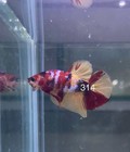 Betta Nemo Koi Male Multi Live Fish Usa High Quality  314